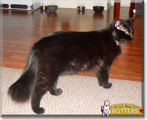 Black best sale angora cat