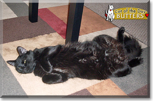 Butters, the Cat of the Day Butters, the Cat of the Day