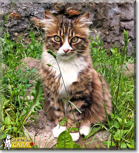 Cara, the Cat of the Day