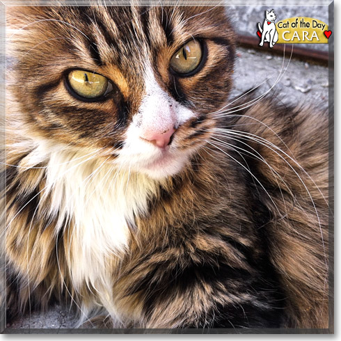 Cara, the Cat of the Day Cara, the Cat of the Day