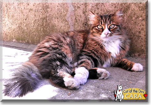Cara, the Cat of the Day Cara, the Cat of the Day