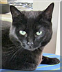 Nomi the Cat