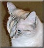 Lily Ann the Lynx Point Tortoiseshell