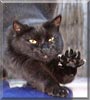 Scooter the Cat