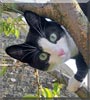 Fudge the Tuxedo cat