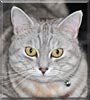 Bella the Silver Tabby