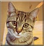 Crooky the Tabby