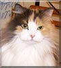 Kirsipuu the Calico long hair