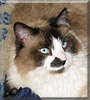 Grinch the Snowshoe Siamese