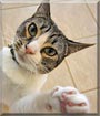 Mollie the Domestic Shorthair