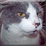 Baily the Cat