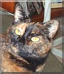 Sasha the Tortoiseshell shorthair