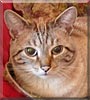 Garp the Cat