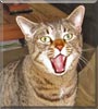 Cooper the Tabby