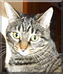 Marley the Tabby Cat