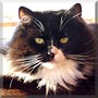 Lydia the Domestic Long Hair