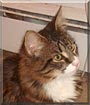 Boots the Cat