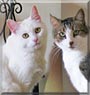 Skittles, Skamp the Domestic short hair