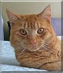 Catillac the Cat