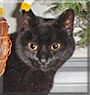 Pepper the Domestic Shorthair