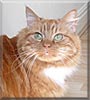 George the Cat
