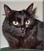 Phoebe the Cat
