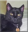 Ruby the Burmese mix