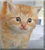 Patience the Cat