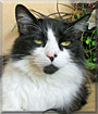 Bandit the Cat