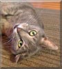 Sophia the Tabby