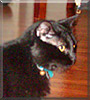 Butters the Turkish Angora