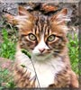 Cara the Long haired cat