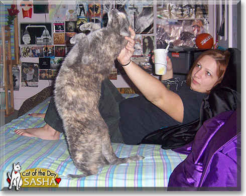 Sasha, the Cat of the Day