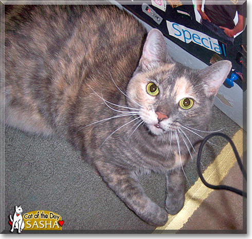 Sasha, the Cat of the Day