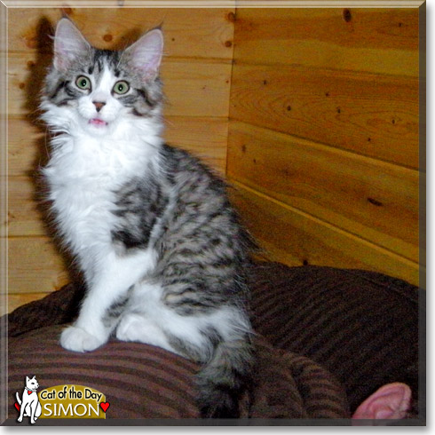 Simon, the Cat of the Day