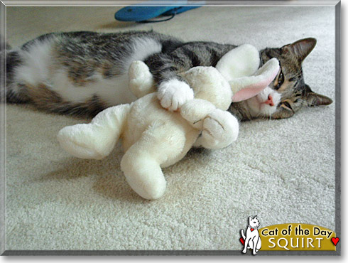 Squirt, the Cat of the Day
