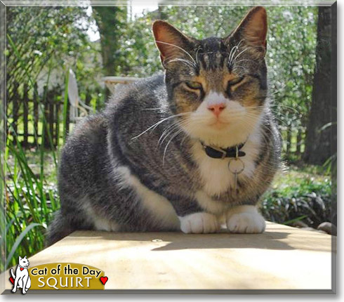 Squirt, the Cat of the Day