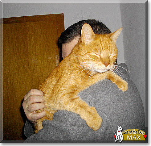 Max, the Cat of the Day