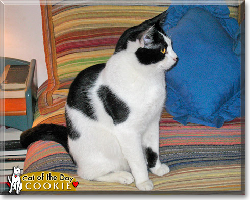 Cookie, the Cat of the Day