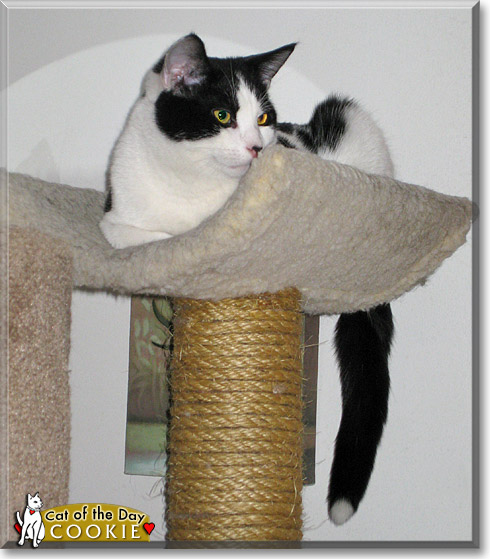 Cookie, the Cat of the Day Cookie, the Cat of the Day