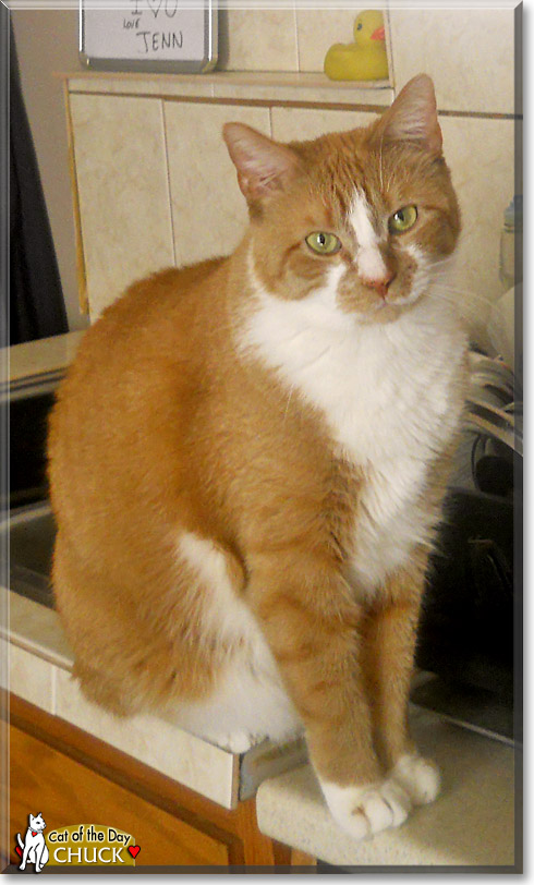 Chuck, the Cat of the Day