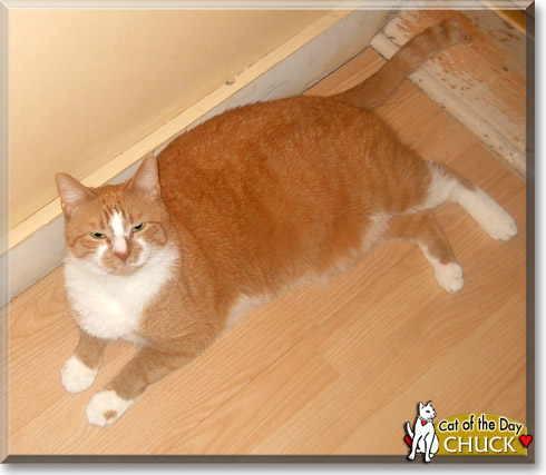 Chuck, the Cat of the Day Chuck, the Cat of the Day