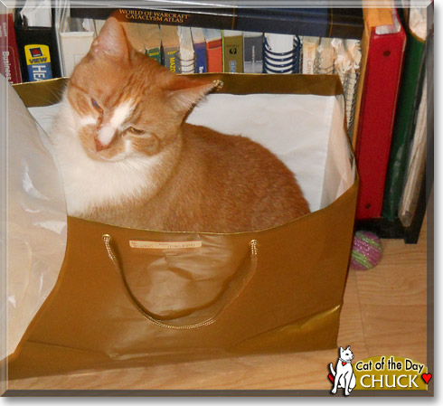 Chuck, the Cat of the Day Chuck, the Cat of the Day
