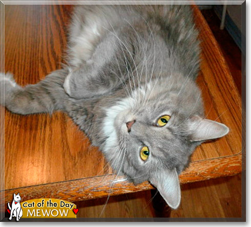 Mewow, the Cat of the Day
