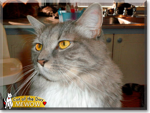 Mewow, the Cat of the Day Mewow, the Cat of the Day