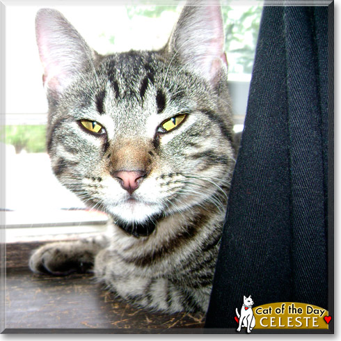 Celeste, the Cat of the Day