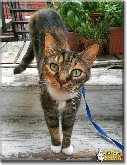 Sylvia, the Cat of the Day