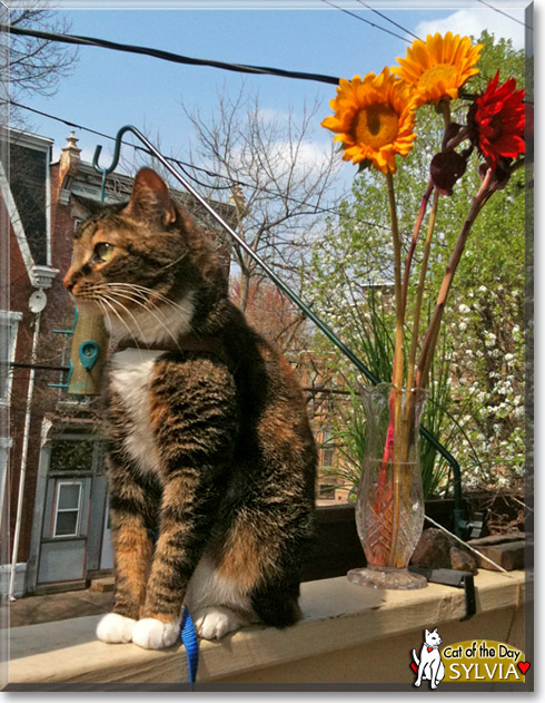 Sylvia, the Cat of the Day Sylvia, the Cat of the Day