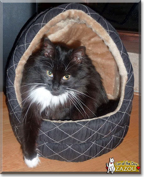 Zazou, the Cat of the Day Zazou, the Cat of the Day