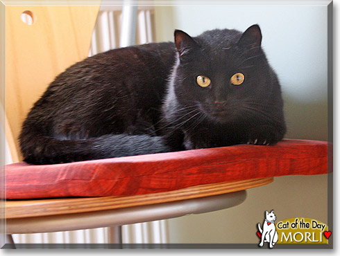 Morli, the Cat of the Day